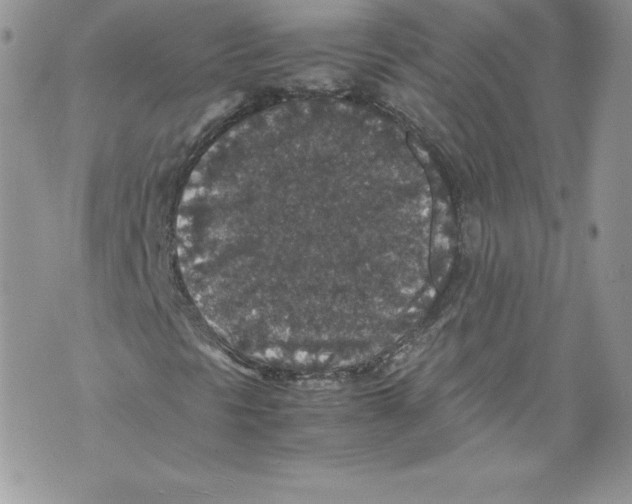 X0000071861297200607290147