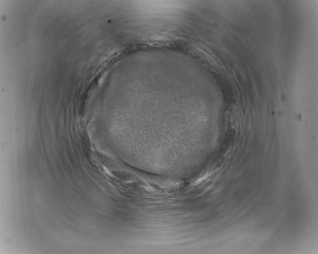 X0000071861298200607290147