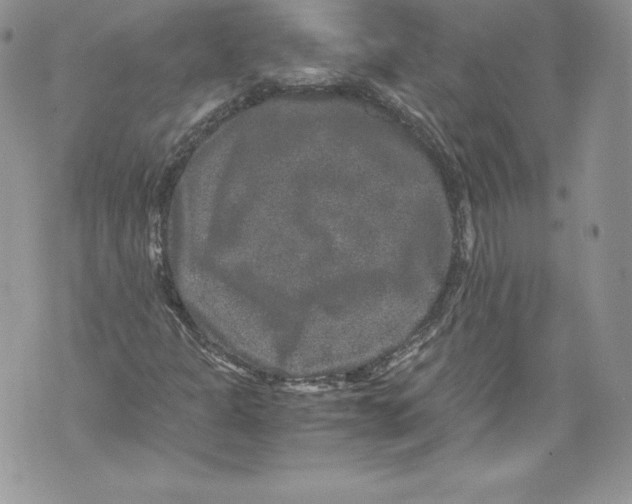 X0000071861301200607290147