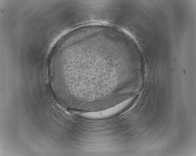 X0000071861310200607290147