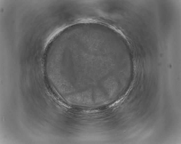 X0000071861311200607290147