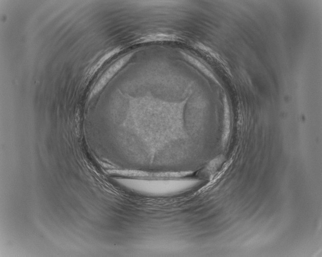 X0000071861313200607290147