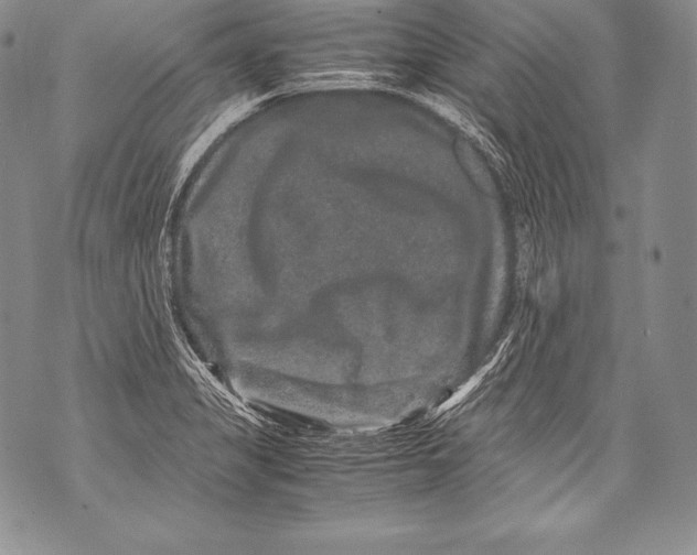 X0000071861325200607290147