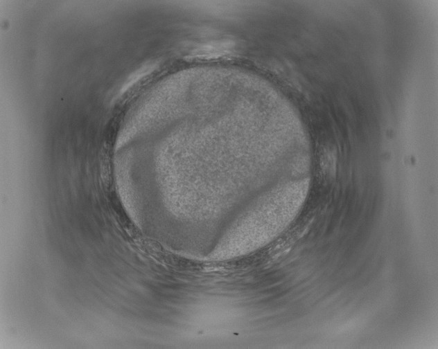 X0000071861350200607290147