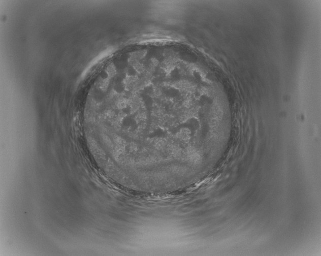 X0000071861351200607290147