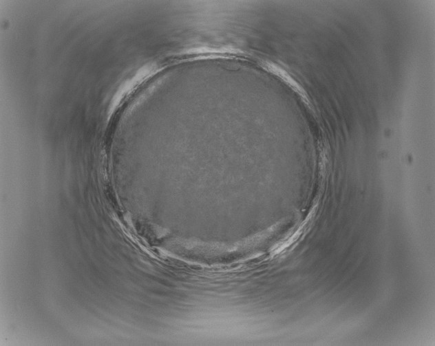 X0000071861357200607290147