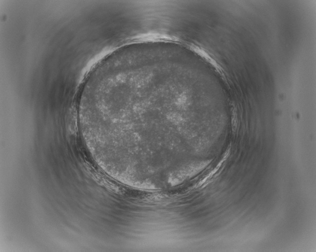 X0000071861358200607290147