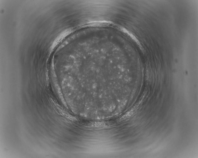 X0000071861362200607290147