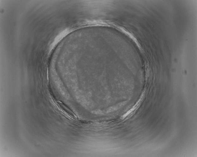 X0000071861365200607290147