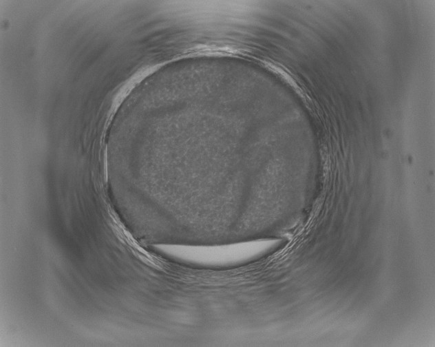 X0000071861371200607290147