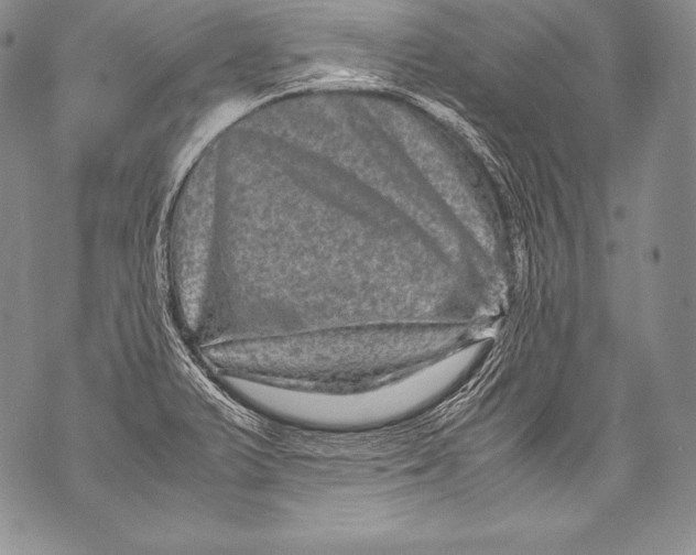 X0000071861375200607290147