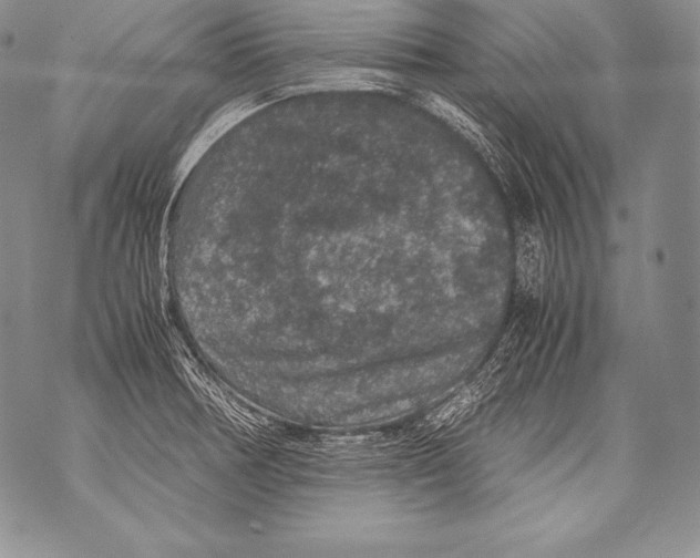 X0000071861378200607290146