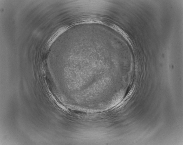 X0000071861385200607290146