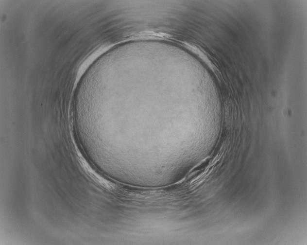 X0000071861387200607290146