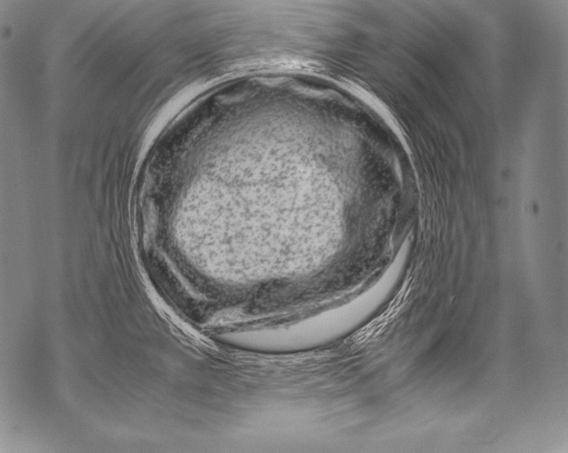 X0000071861389200607290146