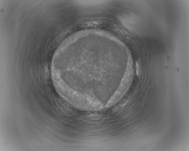 X0000071861395200607290145