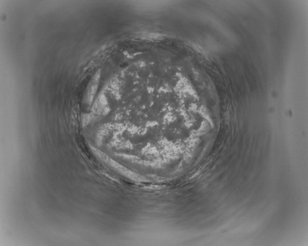 X0000071861397200607290146