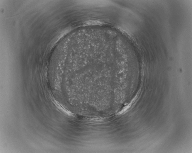 X0000071861401200607290146