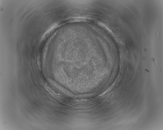 X0000071861403200607290146