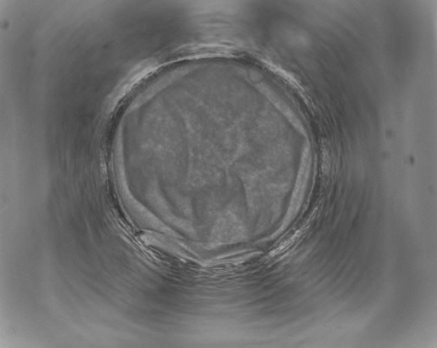 X0000071861407200607290146