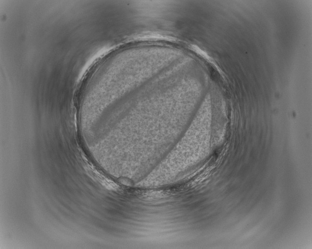 X0000071861408200607290146