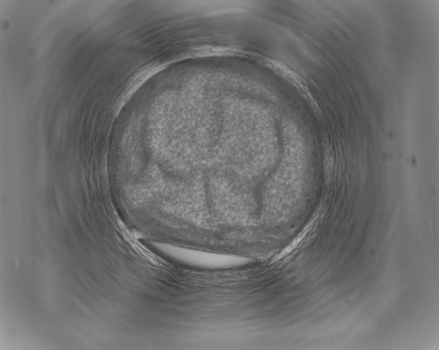 X0000071861417200607290146