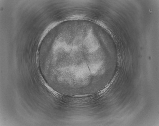 X0000071861421200607290146