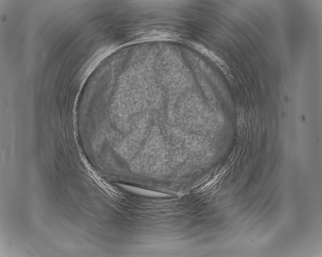 X0000071861423200607290146