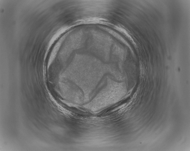 X0000071861424200607290146