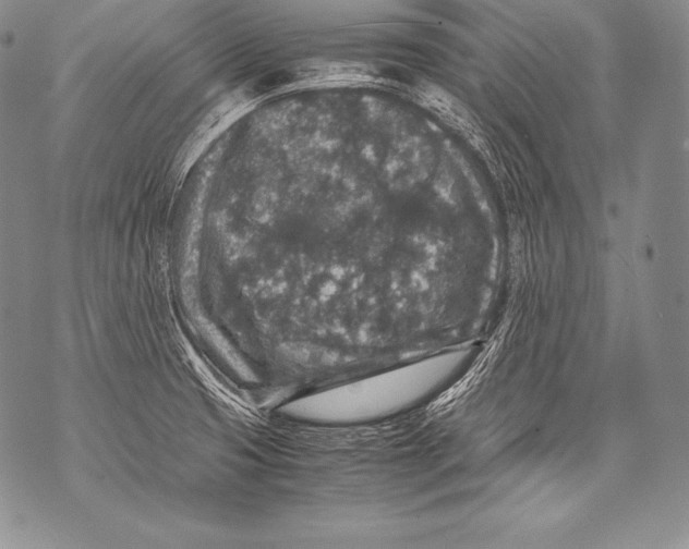 X0000071861425200607290146