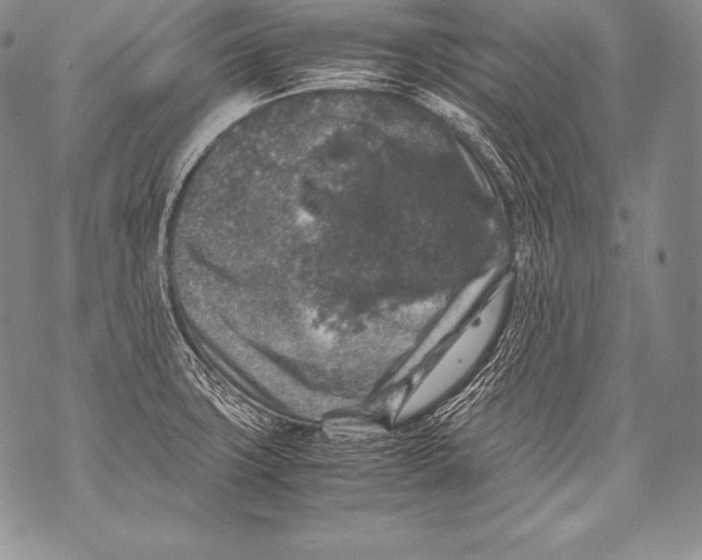 X0000071861427200607290146