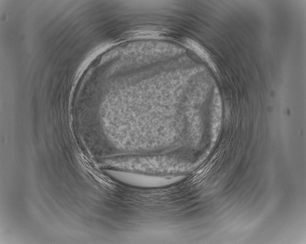 X0000071861435200607290146