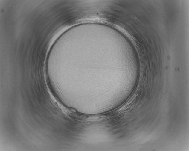 X0000071861440200607290146