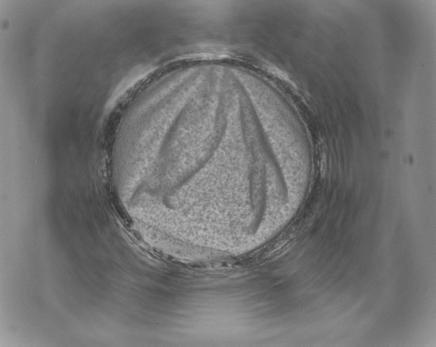 X0000071861448200607290145