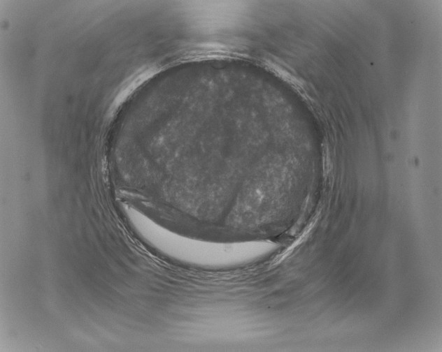 X0000071861453200607290145