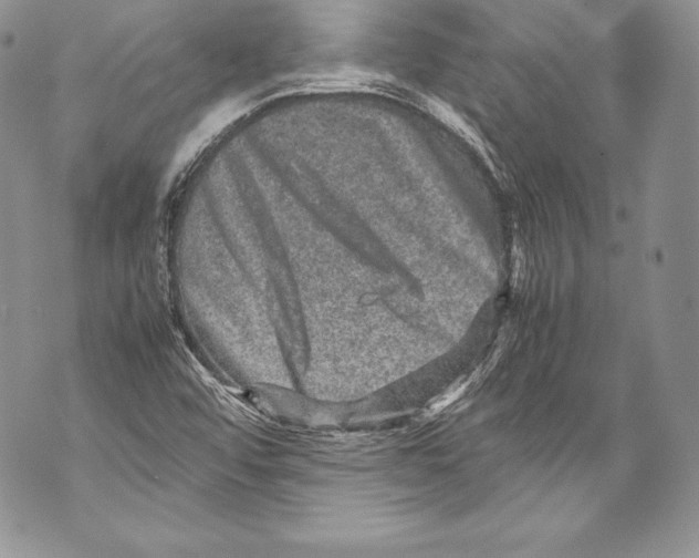 X0000071861456200607290145