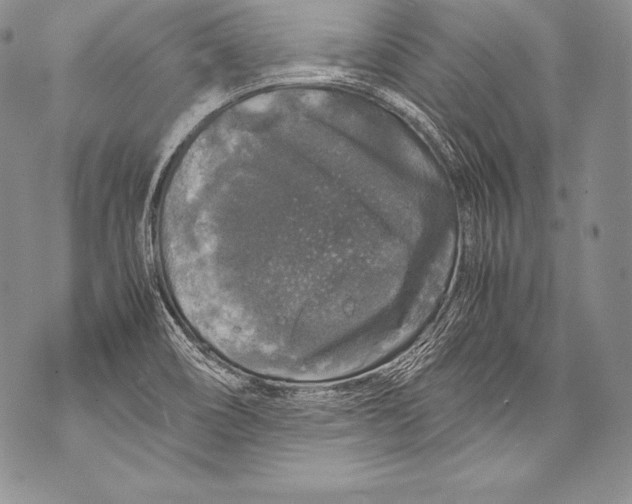 X0000071861466200607290145