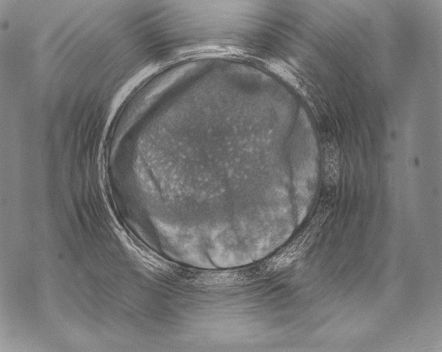 X0000071861474200607290145