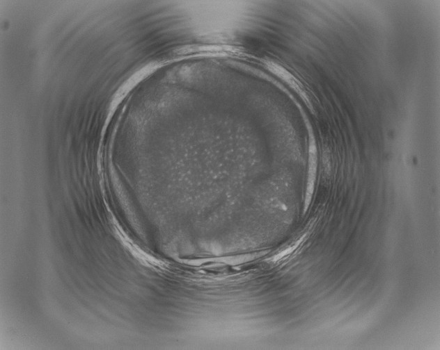 X0000071861482200607290145