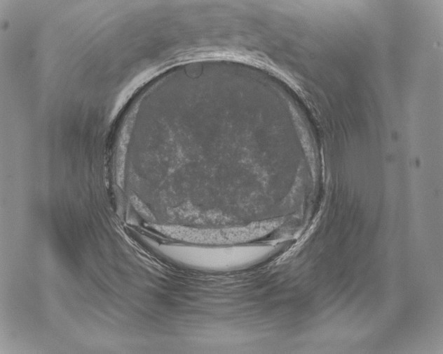 X0000071861501200607290144