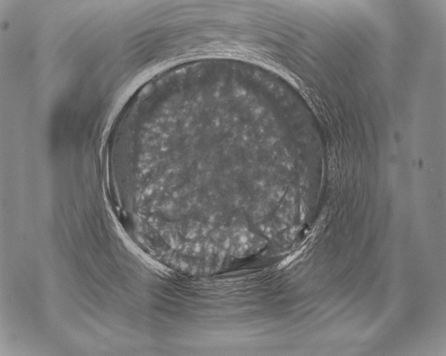 X0000071861515200607290144