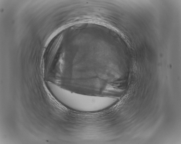 X0000071861522200607290144