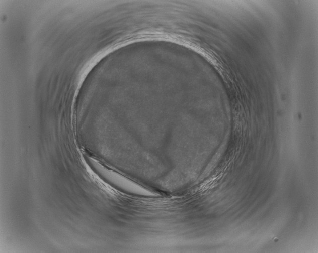 X0000071861527200607290145