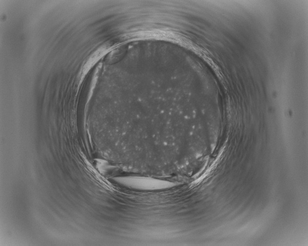 X0000071861529200607290145