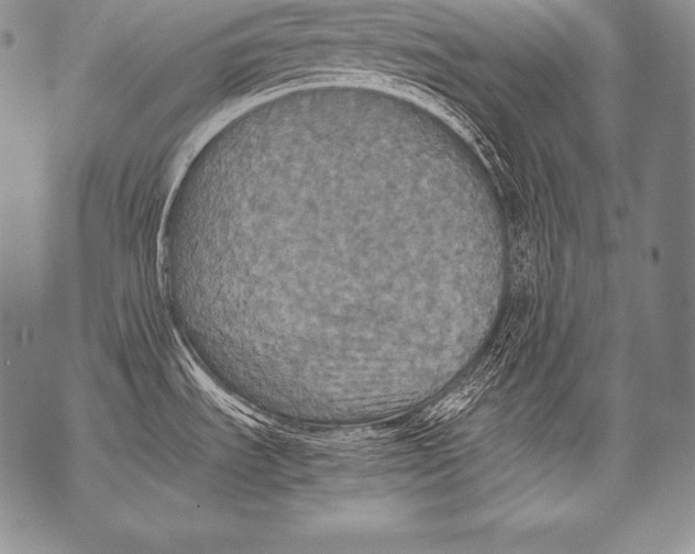 X0000071861535200607290145