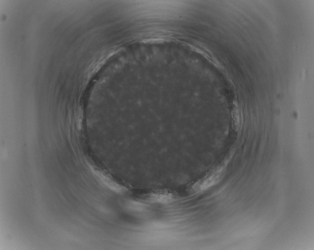 X0000071900458200607071111