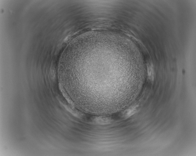 X0000071900568200607071109