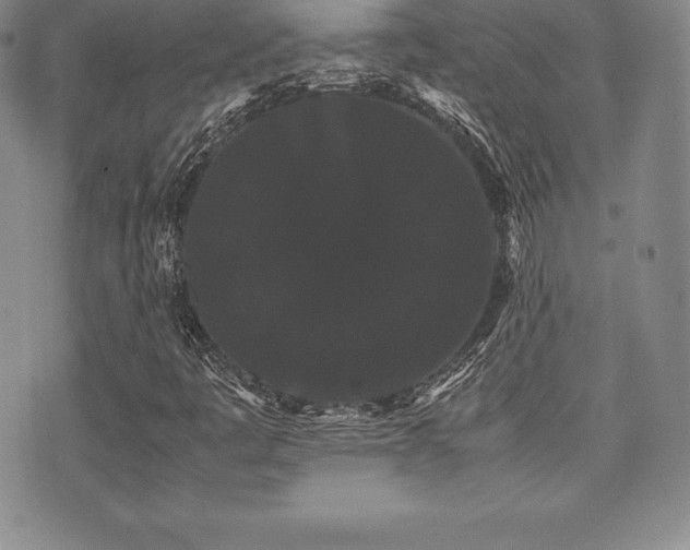 X0000071901445200607071055