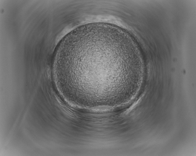 X0000071901505200607071054