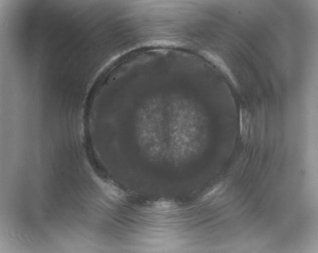 X0000071900204200607212025